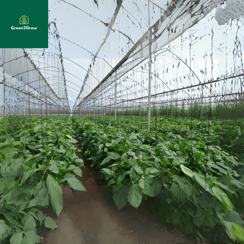 Empowering Farmers Through Greenhouse Farming